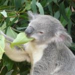 コアラはユーカリ以外の餌は食べないの！？