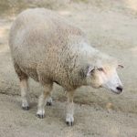 羊の平均寿命ってどれくらい！？