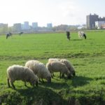 羊の革製品の経年変化について ！