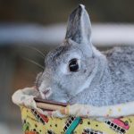 アンゴラウサギの値段や飼育方法について ！