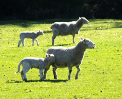 羊 出荷 時期