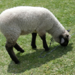 羊の毛刈りを行う理由とは！？しないとどうなるの！？