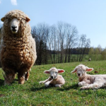 羊の革製品の特徴とは！？