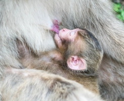 猿 出産 時期 数