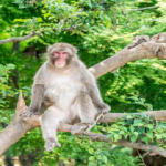 日本に生息する野生の猿の種類は何！？数はどれくらいいるの！？