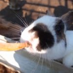 イノシシって猫やマムシを食べるの 生き物navi