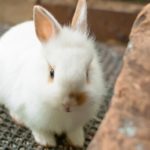 うさぎのてんかんの原因と治療方法とは 生き物navi