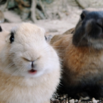 うさぎのてんかんの原因と治療方法とは 生き物navi