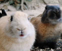 心配 生き物navi