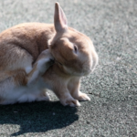 転がるうさぎのローリングの原因や対策法とは 生き物navi