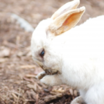 うさぎが餌箱を何回もひっくり返す理由や対策法 生き物navi