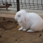 うさぎが餌箱を何回もひっくり返す理由や対策法 生き物navi