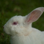 うさぎの目の色の種類について 変わることもある 生き物navi