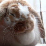 うさぎのてんかんの原因と治療方法とは 生き物navi