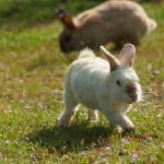 うさぎの目の色の種類について 変わることもある 生き物navi