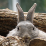 うさぎのブラッシングはいつからしていいの 生き物navi