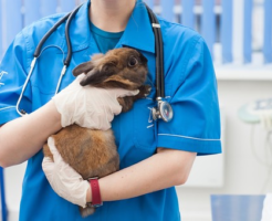 目薬 生き物navi