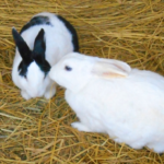 うさぎのてんかんの原因と治療方法とは 生き物navi