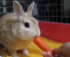 毛の質 生き物navi