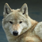 野生の狼って日本に生息しているの！？