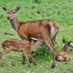 鹿の出産の時期とは？出産方法は！？