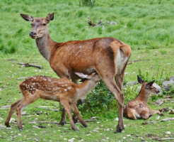 鹿 出産 時期