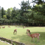 奈良公園にはなぜ鹿がいるの！？数はどれくらいいるの？