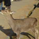 奈良の鹿に鹿せんべい意外の餌やり禁止！？その理由とは？
