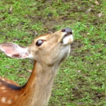 鹿の年齢は歯で見分けられる！？人間に換算すると何歳！？