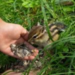 イノシシの子供の鳴き声ってどんな声 生き物navi