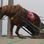 カウボーイが乗る馬の種類は何 生き物navi