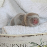 うさぎに噛まれてかゆい時や腫れた時はどうするの 生き物navi