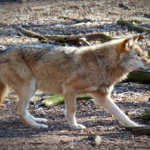 狼と狐の違いとは 交配は可能なの 生き物navi