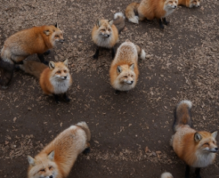 エキノコックス 生き物navi