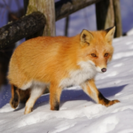 野生のキツネは何を食べ物にして生活しているの 生き物navi