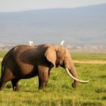 象の密猟が無くならない理由や対策方法について！