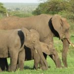 動物の中で象の妊娠期間が１番長い！？