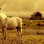 世界一美しい黄金に輝く馬とは！？その特徴は！？