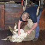 羊の毛刈りを行う時期ややり方とは！？