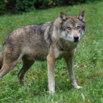 狼をペットとして日本で飼う事は可能なの！？値段は？