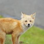 狐の年齢を人間に換算すると何歳になるの！？