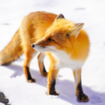 日本に生息する狐の種類は何がいる！？
