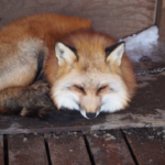 日本で狐はペットとして飼う事は可能なの？