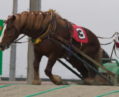 馬 種類 日本