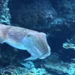 イカの習性 光に集まるのはなぜ 生き物navi