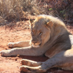 ライオンの歯の特徴について 本数は何本あるの 生き物navi