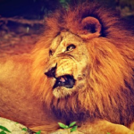 ゴリラが糞を投げる理由とは何 生き物navi