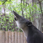 動物のバクが夢を食べるといわれる理由とは 生き物navi