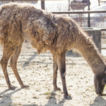 アルパカとラマの違いは一体何 生き物navi