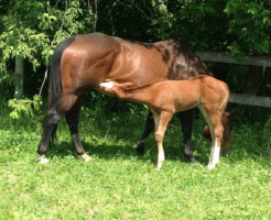 馬 妊娠 出産
